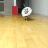 小猫 可爱 走秀 漂亮