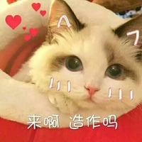 猫咪 可爱 呆萌 斗图 搞笑 来啊，造作吗