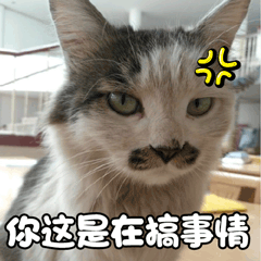 猫 萌宠 喵星人 你这是在搞事情 生气 soogif soogif出品