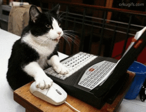 猫咪 玩电脑 鼠标 键盘