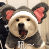萌宠 狗 狗狗 汪星人 吼 搞怪
