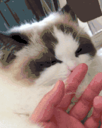 小猫 可爱 白色 毛茸茸