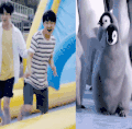 企鹅 玩水 EXO 都暻秀 一样的哦
