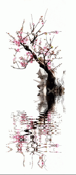 水面 倒影 樱花