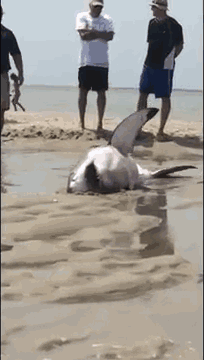 海滩 鲨鱼 挣扎 无助