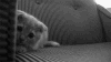 猫 害怕 沙发 躲藏
