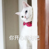 萌宠 喵星人 你开心就好吧 无所谓 呆萌 可爱