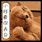搞笑 猫 文字 动漫