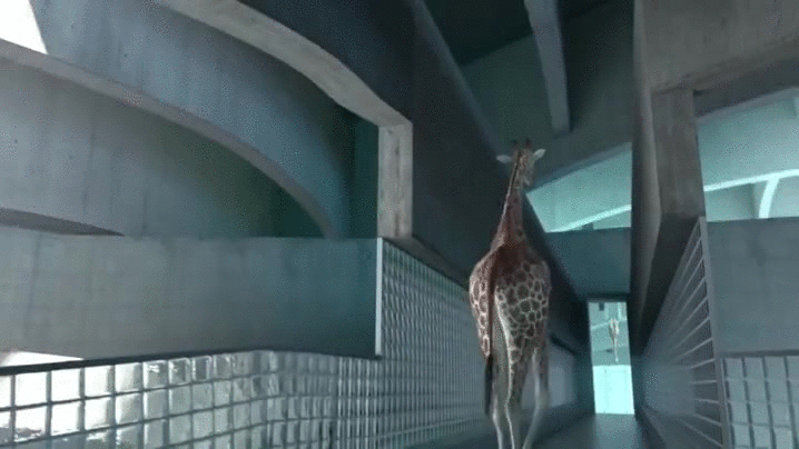 长颈鹿 跳水 跳水台 跳跃 搞笑 自信 giraffe