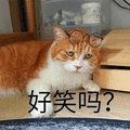 好笑吗 猫 生气