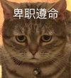 萌宠 猫星人 卑职遵命 我知道了 呆萌 可爱