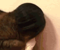 猫 萌宠 可爱