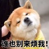 萌宠 汪星人 别来烦我 谁都别过来 呆萌 可爱