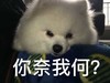 萌宠 汪星人 你奈我何 你拿我怎样 搞怪 逗