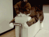 小猫 调皮 胖乎乎 可爱 毛茸茸 喵星人