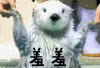 水獭 害羞 捂脸