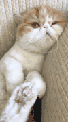 休息会 猫咪 享福 玩累了