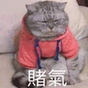 猫咪 生气 赌气 可爱 呆萌