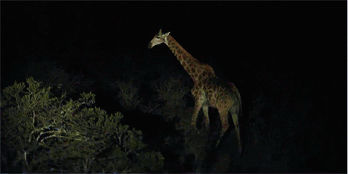 长颈鹿 黑夜 拍摄 漂亮