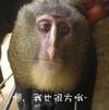 嗯，我也很方哦 猴子 大眼睛 长毛