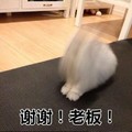 谢谢老板 斗图 搞笑 猫咪 喵星人 可爱