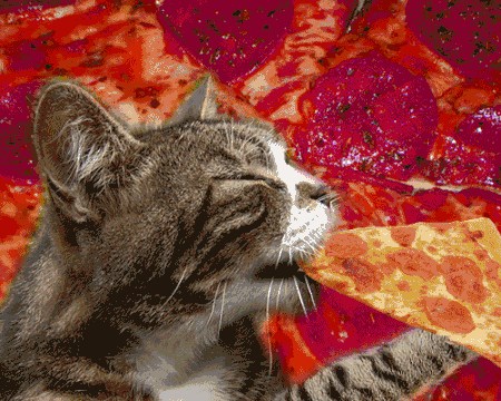 迷幻 猫 比萨饼 旅行 跳闸 比萨的猫 迷幻的猫