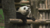 熊猫 思考 老司机 天然呆 动物 panda 叹气