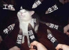 萌宠 猫星人 工作对我 压力 搞怪 呆萌