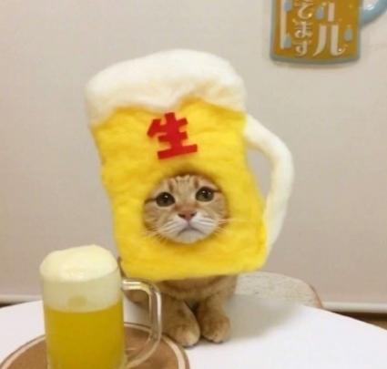 萌宠 日料 可爱 猫星人 逗