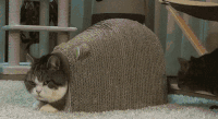 萌宠 猫 喵星人 嗯