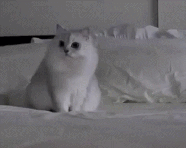 猫猫 惊吓 卖萌 床上