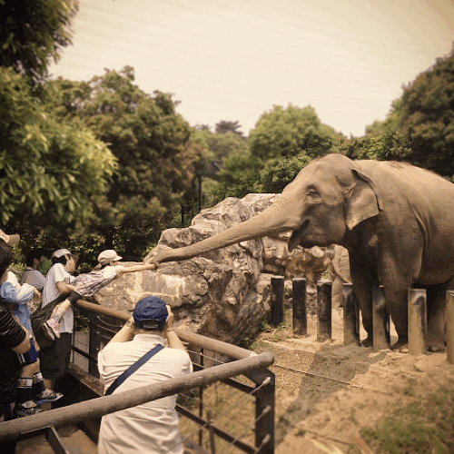 大象 长鼻子 拍照 握手