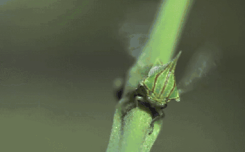 刺角蝉 昆虫 模仿大师：哥斯达黎加昆虫 纪录片 起飞
