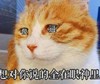 萌宠 喵星人 想对你说的全在眼神里 骂骂咧咧 呆萌 可爱