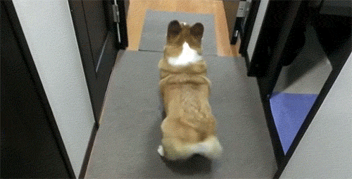 狗狗 扭屁股 魔性 搞笑