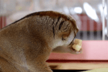 懒猴 吃 可爱 有趣
