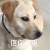萌宠 汪星人 信你个鬼 生气 呆萌 搞怪