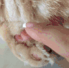 猫咪 抚摸 乖巧 爪子