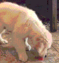 汪星人 搞笑 嗅觉 可爱