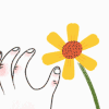 花朵 旋转 黄色 花瓣