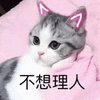 萌宠 猫咪 猫 喵星人 不想理你 拒绝