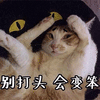 萌宠 猫咪 猫 别打头 会变笨