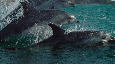海豚 一群 震撼 游来游去