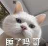 萌宠 猫星人 睡了吗 哥哥 呆萌 可爱