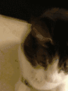 猫咪 张望 点头 好可爱