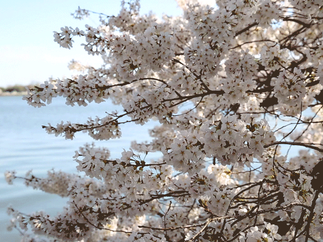 樱花 漂亮 粉粉的 湖