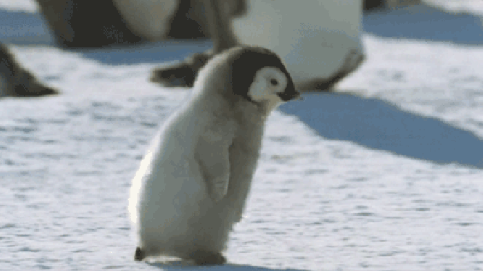 企鹅 北极 可爱 萌萌哒