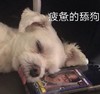 文字表情包 猫咪 喵星人 可爱 萌宠
