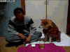 柴犬 阻止 聪明 治愈 萌 Shiba Inu