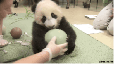 我的 熊猫  爱豆 大熊猫 不给 不撒手